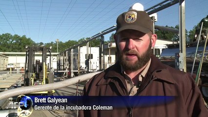 Por sequía salmones de California ganan paseo