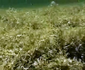 Midges: Chapter 5 of the  "Bugs of the Underworld" DVD