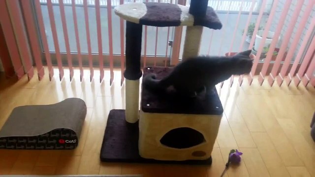 playful british shorthair cat ANTHONY (4 months old). ブリティッシュショートヘアの猫. Британский кот