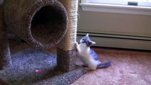 KITTEN VS LASER DOT | Cute Kitten Leo LASER DOT chase