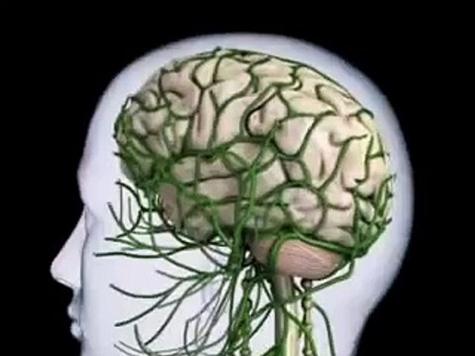 Neuron Impulse