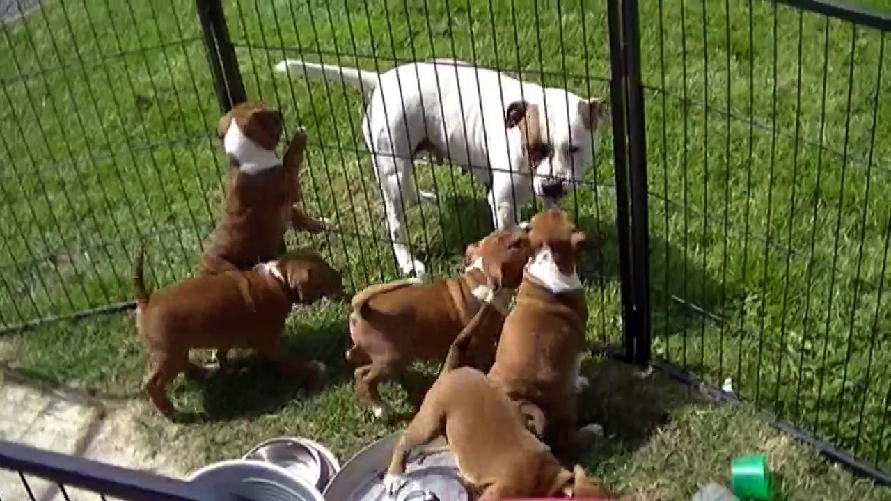 138ème vidéo des chiots de la 19ème portée de Staffordland