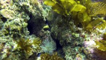 Kelp Forest - Channel Islands Scuba Diving California