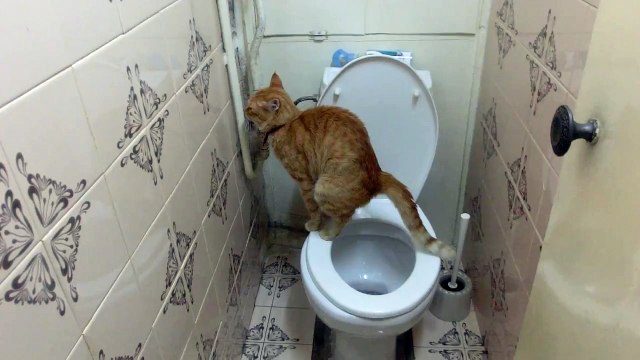 Я просто была в туалете. Животные на унитазе. Кот какает.