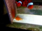 Clownfish Eggs