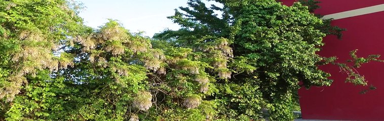 2nd Italian Boston Terrier Day