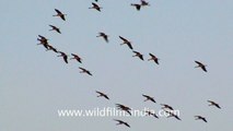 Amazing flock of birds in flight pattern