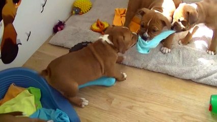 139ème vidéo Gueule de fer the end avec Staffordland