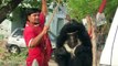 Dancing Sloth Bears - The Real Jungle Book Bear, India