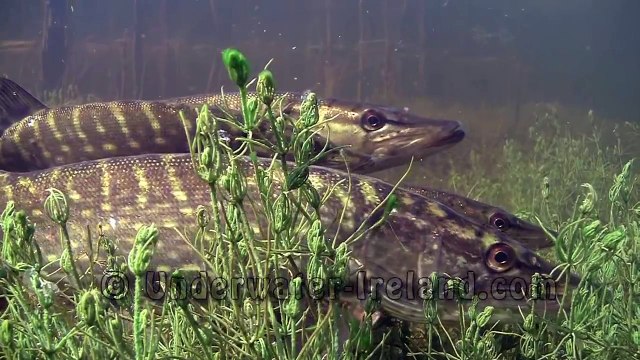 Pike spawning / нерест щуки / tarło szczupaka. Щука szczupak snoek muskie. Underwater stock footage.