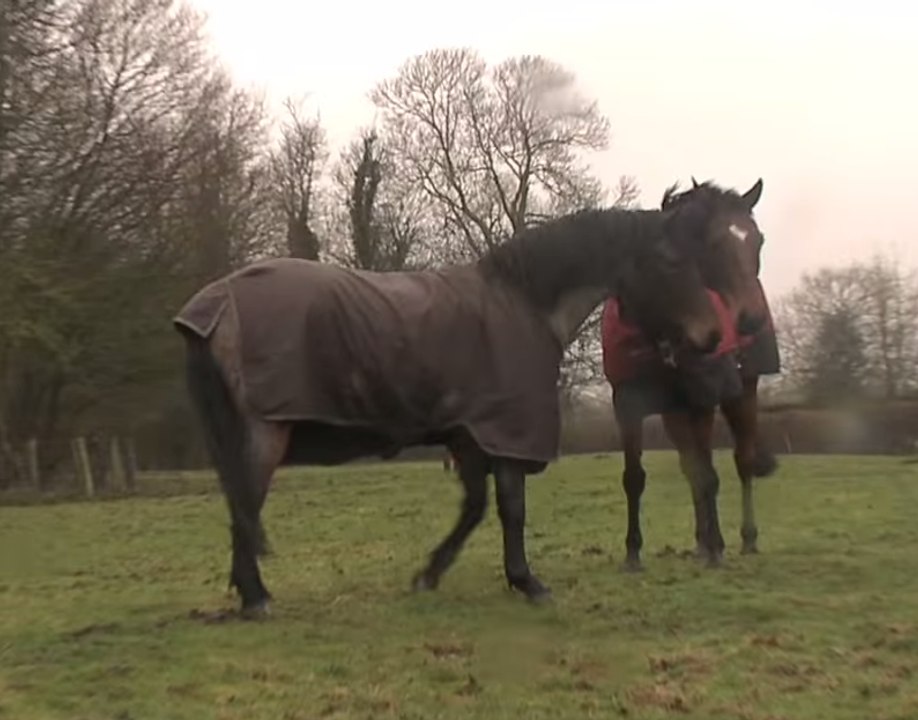 Horse Pals Remember Their Old Friend in Emotional Reunion
