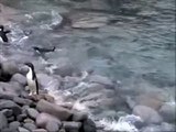 Adélie Penguins on Antarctic Peninsula