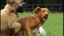 Kommunikation von Hunden von Gaby Abels und Claude van Eendenburg (c) Hundedvd