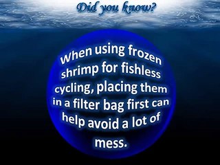 Fishless Cycling for a Freshwater Aquarium