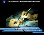 sterilizzazione gatto castrazione gatto laser chirurgia