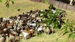 Sheep & Goats Grazing 5