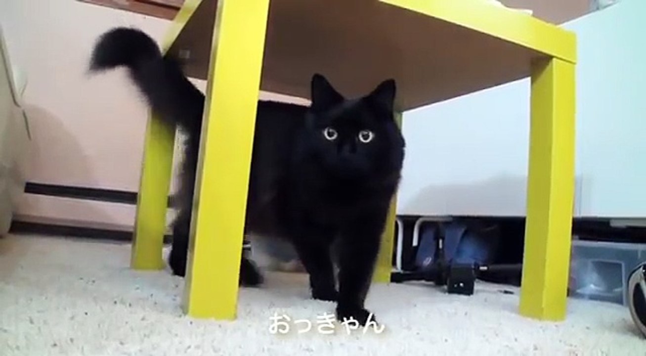 しゃべるねこ、しおちゃんの【ボキャブラリー集】