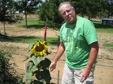 Green Garden TIPS: How to grow carrots in buckets