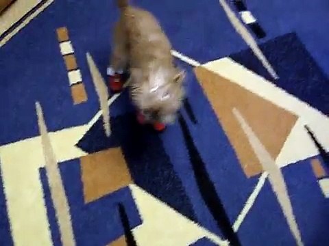 Грифон и ботинки