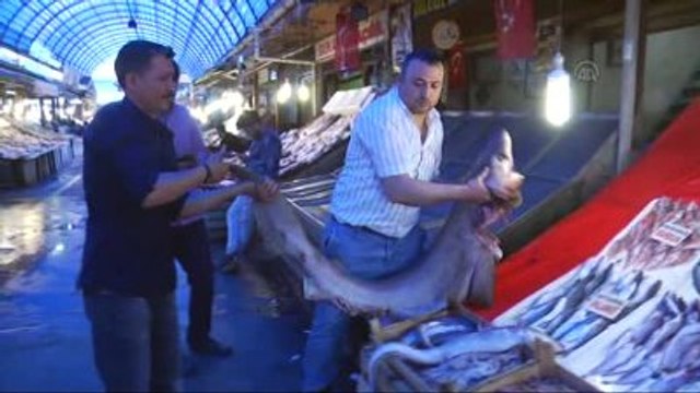 2,5 Metrelik Camgöz Köpek Balığı Yakalandı