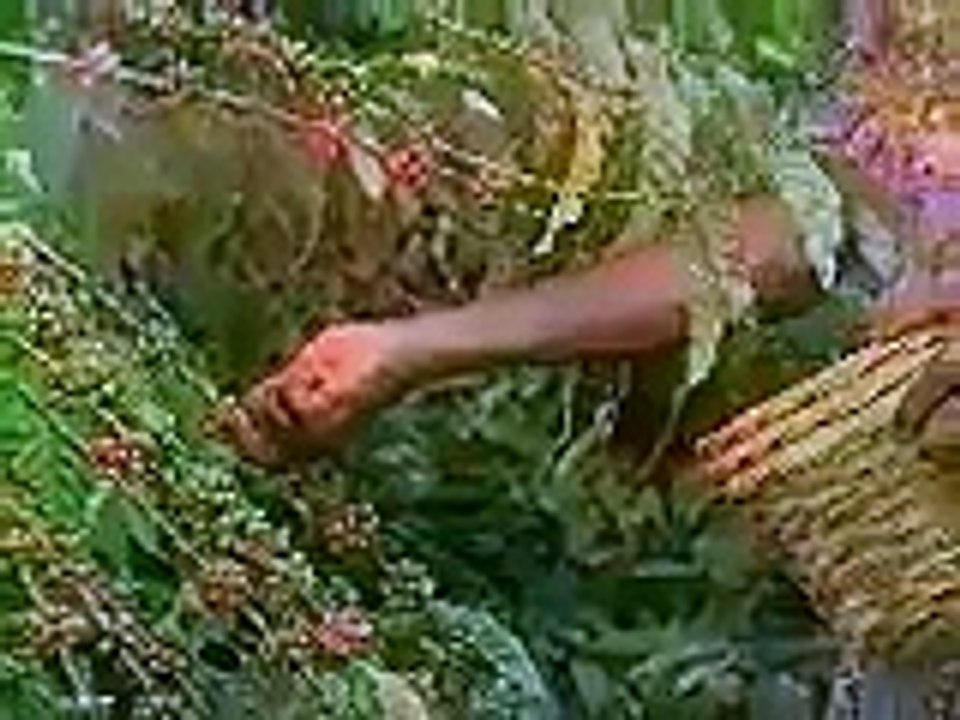 Agriculture en Côte d'Ivoire : café / cacao