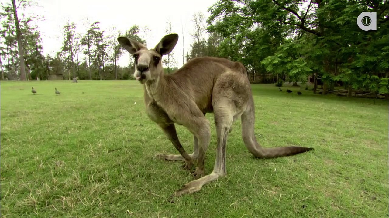 Kangaroos Can Jump 30 Feet High video Dailymotion