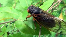 The Cicadas Are Here!  2013