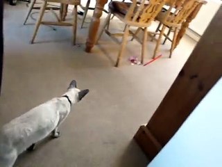 SIAMESE CAT AND ENGLISH BULL TERRIER