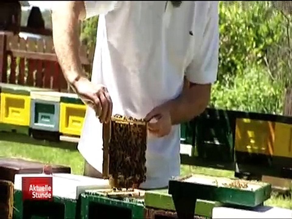 Das Bienensterben