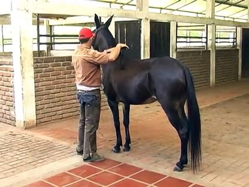 Mulas Rancho Alejandria. Juliana