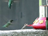 Praying Mantis Attacks Hummingbird