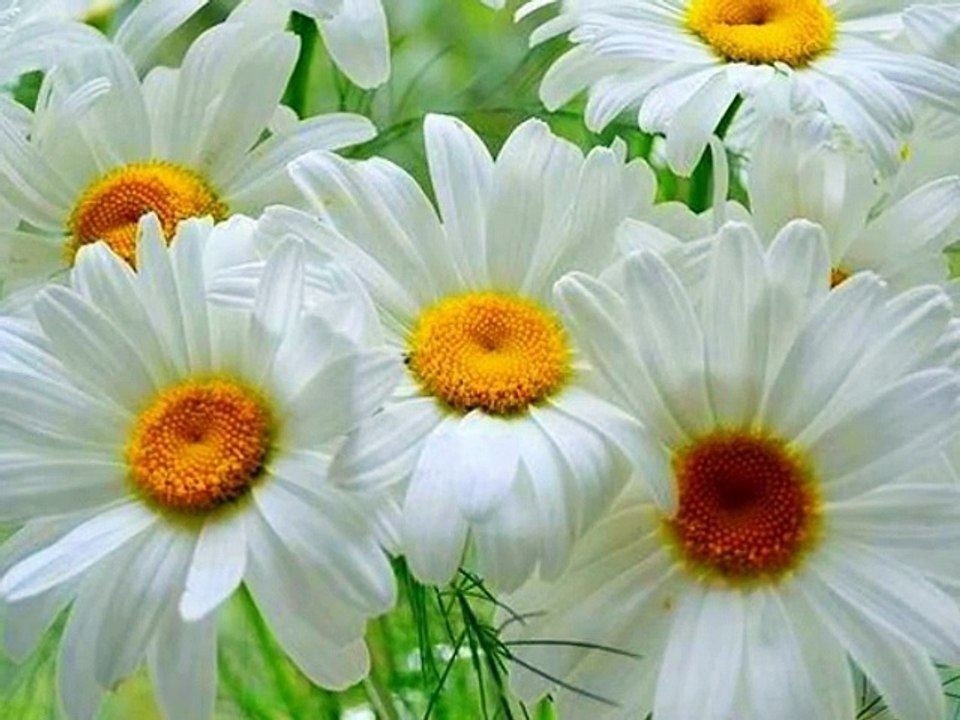 Annem ♥ Zeki Müren & Ferayi A.Serim