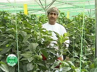 الزراعة الحديثة في البيوت المحمية في عُمان