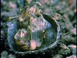 Ant lion larva metamorphosis (#281)