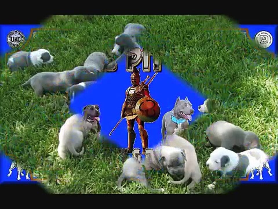 Blue puppies and gray grey pitbull puppy 3 week old www.titanpitbulls.com