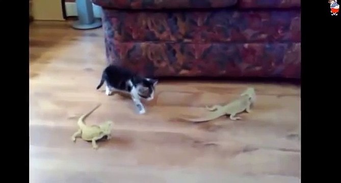 Самые лучшие видео приколы 6. Приколы видео ютуб. BEST Funny Videos 6