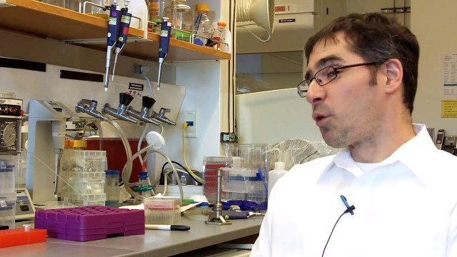 Expanding yeast's diet to improve biofuel production