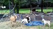 Boer goat giving birth to twins