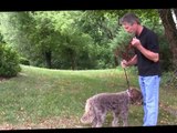 Alpha Dog Obedience Training - Basic Steps to Train Your Dog