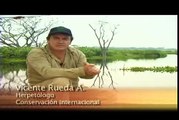 Crónicas de la Vida Silvestre - Especies Amenazadas - Tortuga de rio