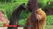 Orphelinat des éléphants pinnawela sri lanka