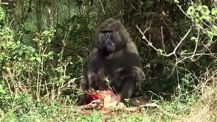 قرد يأكل غزال حي أمام أمه Baboon Hunting Gazelle