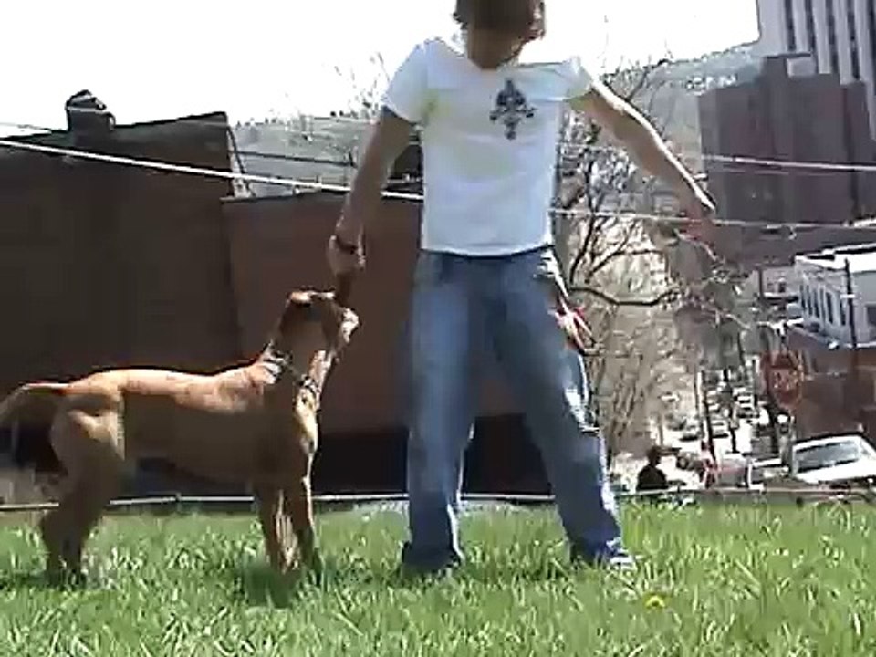 man vs dog