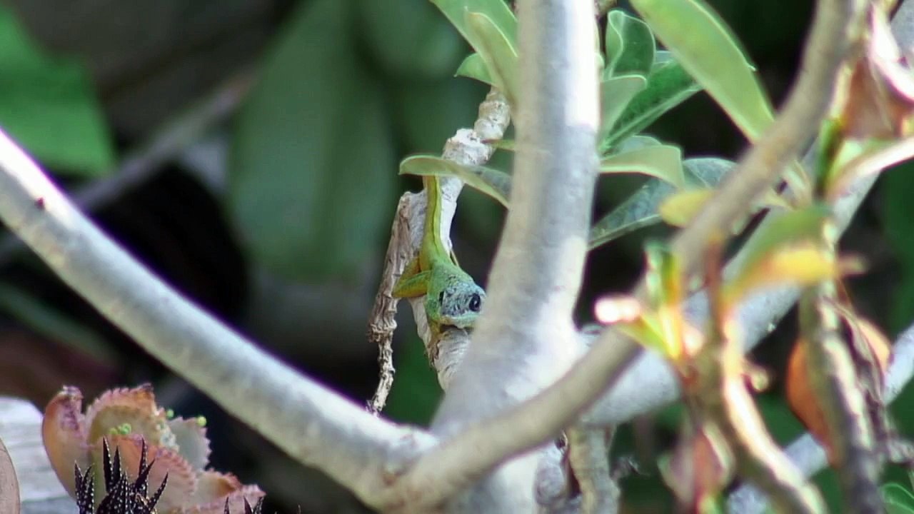 Barbados Anole (Anolis Extremus)