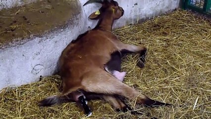 mise bas d'une chèvre