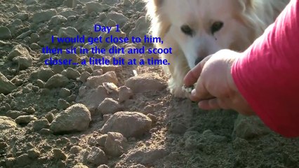 Buddy- Abandoned dog rescued from field in Bakersfield. Please share on FB & Twitter.