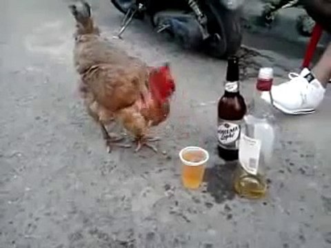 AMAZING!!! Chicken Likes Beer...Chicken Drinking Beer