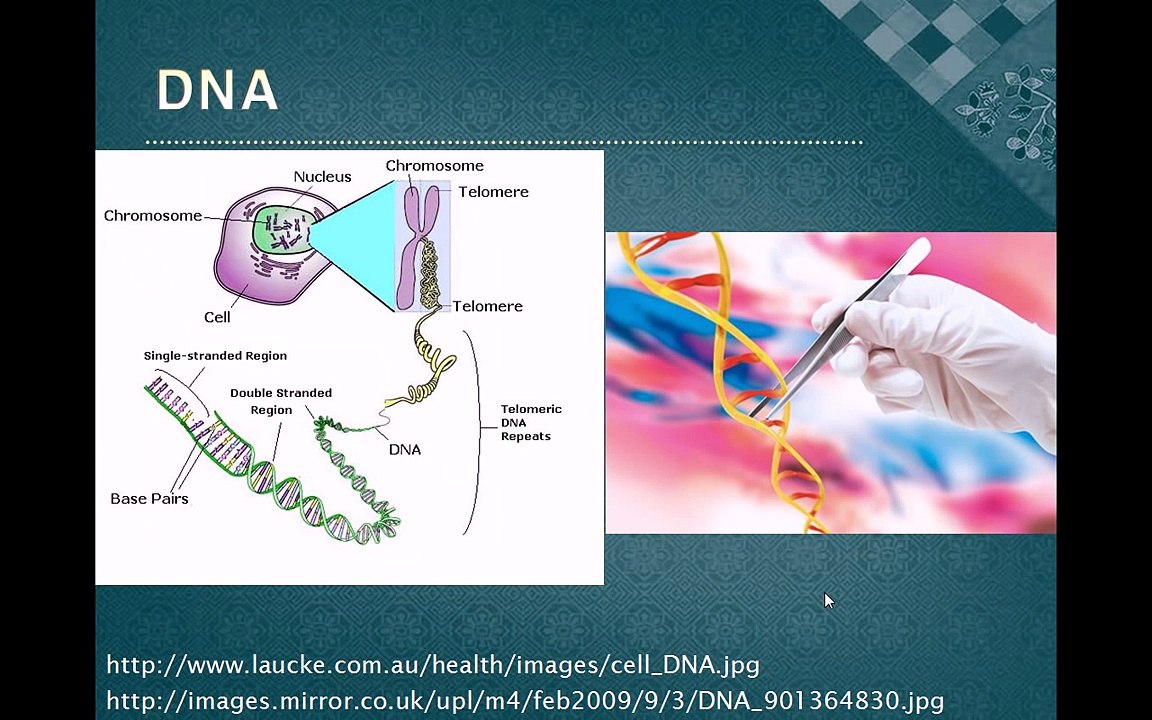 DNA Isolation