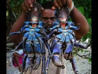 5. Animales Fuera de lo Común - Rarezas del Mundo II