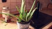 How to Use An Aloe Vera Plant For Skin Care